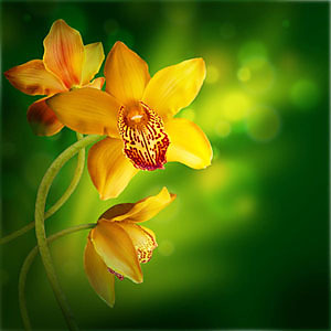 Fototapeta - Žlutá orchidej 4679